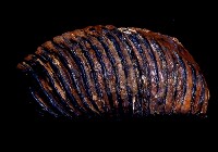 藏品(草原猛獁象臼齒)的圖片